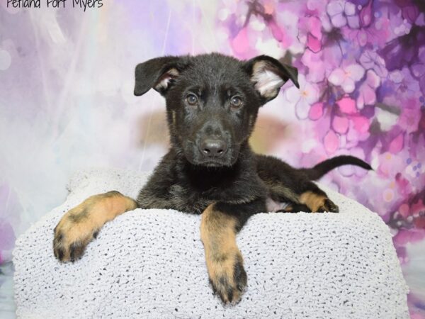 German Shepherd DOG Male Black & Tan 20582 Petland Fort Myers, Florida