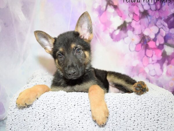 German Shepherd DOG Male Black & Tan 20581 Petland Fort Myers, Florida