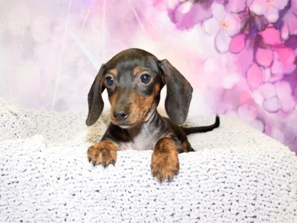 Dachshund DOG Female Black & Tan 20579 Petland Fort Myers, Florida