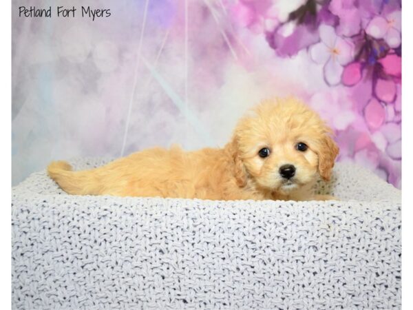 Cavachon (Cavalier/Bichon)-DOG-Female-Blenheim-20606-Petland Fort Myers, Florida