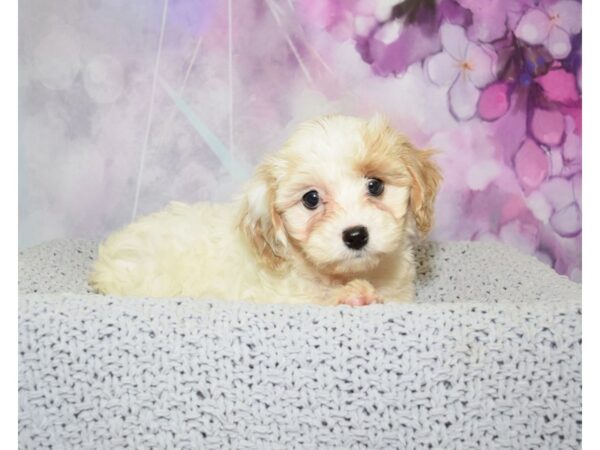 Cavachon (Cavalier/Bichon) DOG Male Blenheim 20605 Petland Fort Myers, Florida