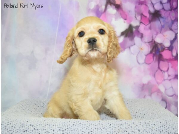 Cocker Spaniel DOG Female Buff 20603 Petland Fort Myers, Florida