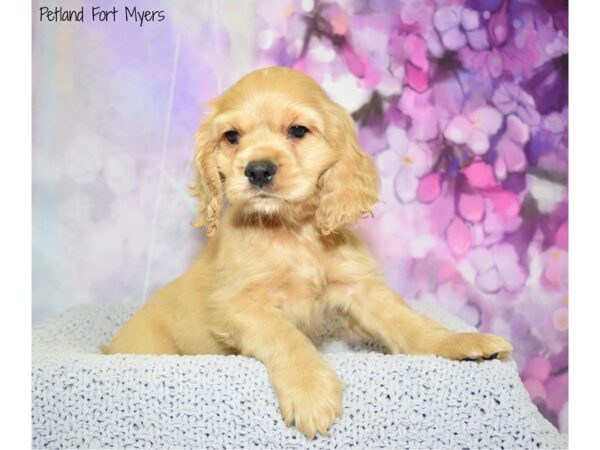 Cocker Spaniel DOG Male Buff 20602 Petland Fort Myers, Florida