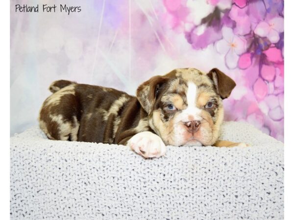 English Bulldog DOG Male Chocolate Merle 20601 Petland Fort Myers, Florida