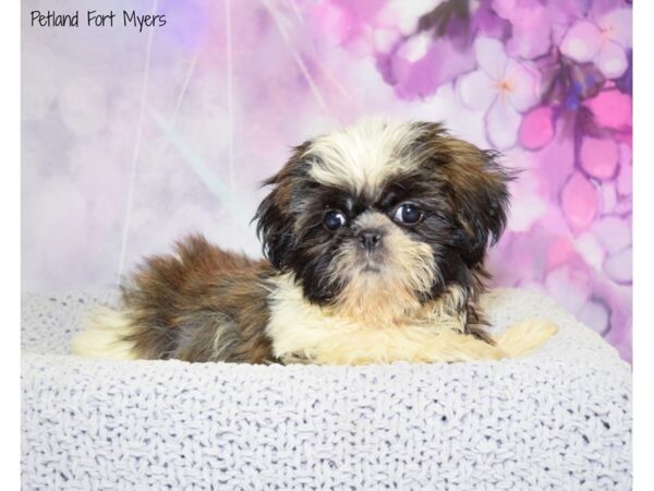 Shih Tzu DOG Female Brindle & White 20600 Petland Fort Myers, Florida