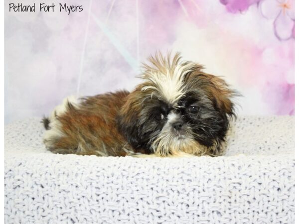 Shih Tzu DOG Female Brindle & White 20599 Petland Fort Myers, Florida