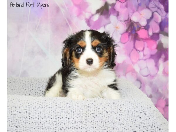 Cavalier King Charles Spaniel DOG Male Tri-Colored 20597 Petland Fort Myers, Florida