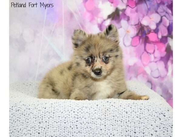 Pomeranian DOG Female Blue Merle 20596 Petland Fort Myers, Florida