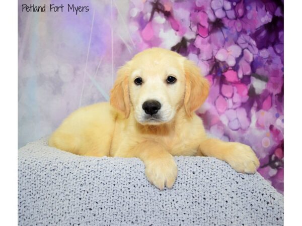 Golden Retriever DOG Male 3/4 English Creme 20594 Petland Fort Myers, Florida