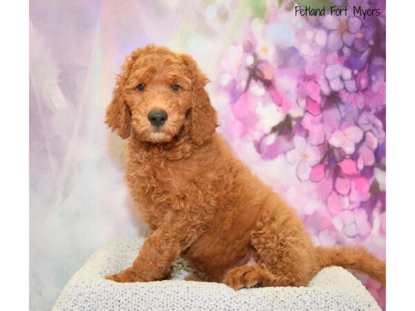 Goldendoodle 2nd Gen DOG Male Red 20593 Petland Fort Myers, Florida