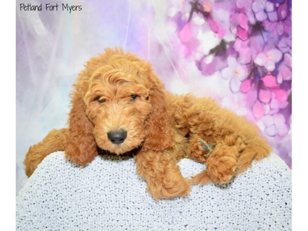 Goldendoodle 2nd Gen DOG Male Red 20592 Petland Fort Myers, Florida