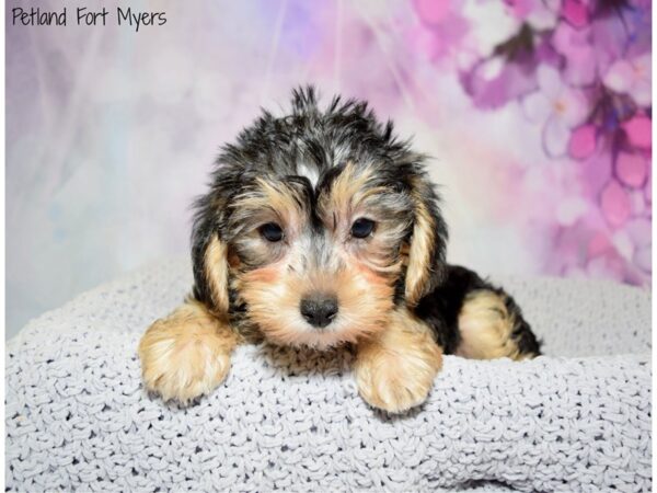 Yorkie Poo DOG Female Black & Tan 20632 Petland Fort Myers, Florida