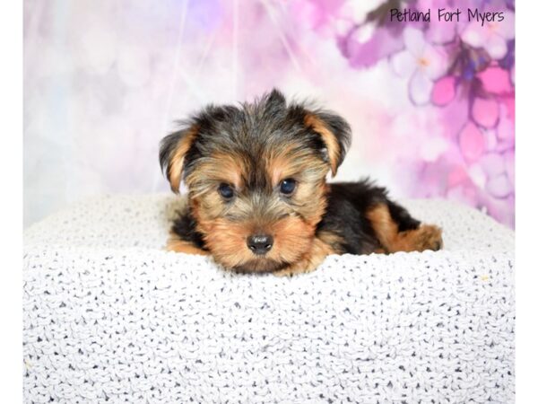 Yorkshire Terrier DOG Male Black & Tan 20629 Petland Fort Myers, Florida