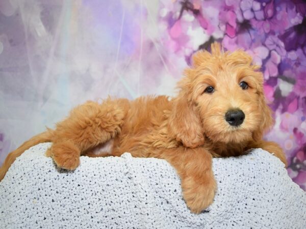 Labradoodle DOG Male Red 20628 Petland Fort Myers, Florida