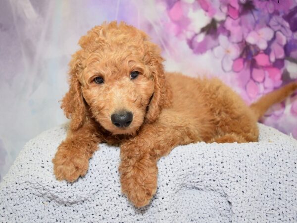 Labradoodle DOG Male Red 20627 Petland Fort Myers, Florida