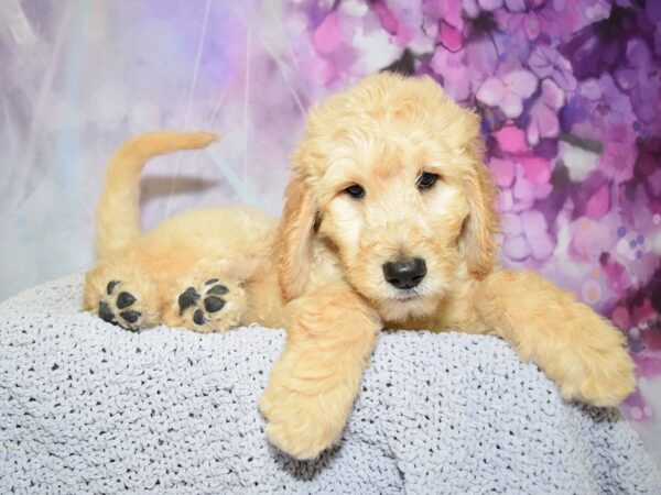 Golden Doodle DOG Male Red 20625 Petland Fort Myers, Florida