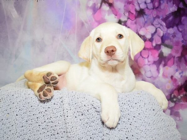 Labrador Retriever DOG Male Yellow 20623 Petland Fort Myers, Florida