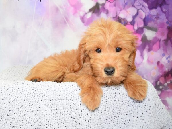 Miniature Goldendoodle DOG Female Red 20621 Petland Fort Myers, Florida