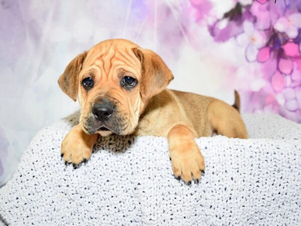 Cocker Spaniel/Shar Pei-DOG-Male-Apricot-20618-Petland Fort Myers, Florida