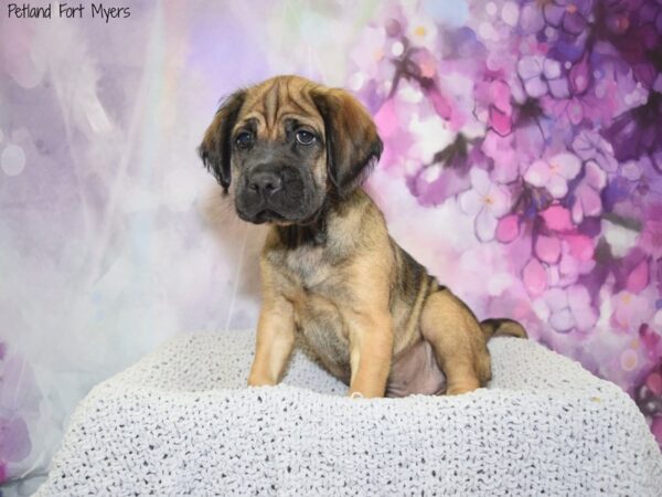 Cocker Spaniel/Shar Pei-DOG-Male-Apricot-20617-Petland Fort Myers, Florida