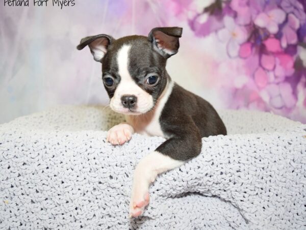 Boston Terrier DOG Female Black 20616 Petland Fort Myers, Florida