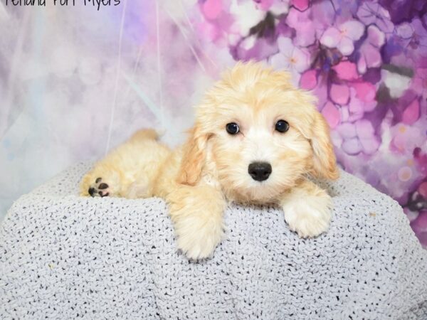 Cavapoo-Chon DOG Female Apricot 20613 Petland Fort Myers, Florida