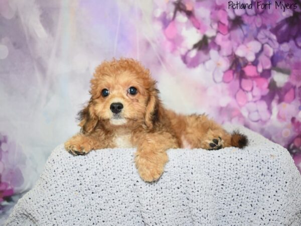 Cavapoo-Chon-DOG-Male-Sable-20612-Petland Fort Myers, Florida