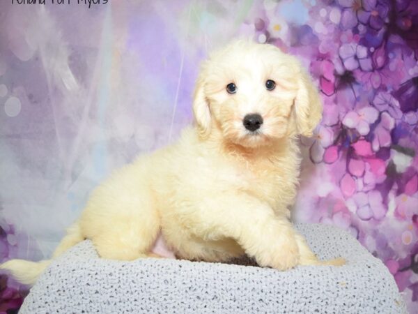 Goldendoodle Mini DOG Male Cream 20611 Petland Fort Myers, Florida