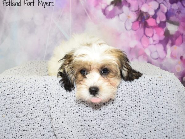 Shih Tzu/Bichon DOG Female White & Gold 20608 Petland Fort Myers, Florida