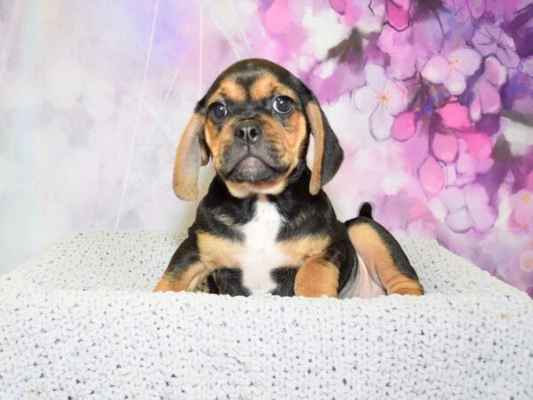 Pug/Beagle DOG Female Black & Tan 20578 Petland Fort Myers, Florida