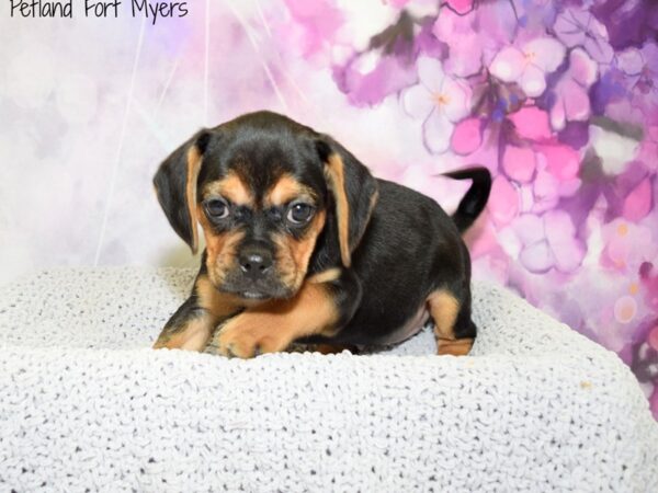 Pug/Beagle DOG Male Black & Tan 20577 Petland Fort Myers, Florida