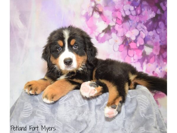 Bernese Mountain Dog DOG Male Black Tri-Color 20656 Petland Fort Myers, Florida