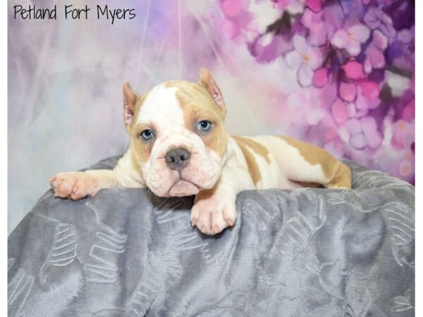 American Bulldog DOG Male Blue Fawn, Piebald 20653 Petland Fort Myers, Florida