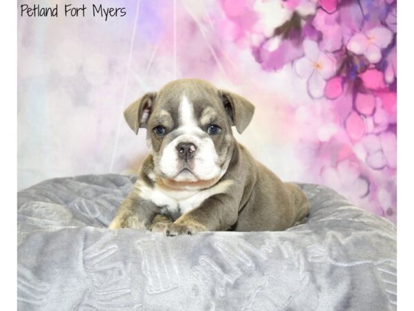 English Bulldog DOG Female Blue Tri 20652 Petland Fort Myers, Florida