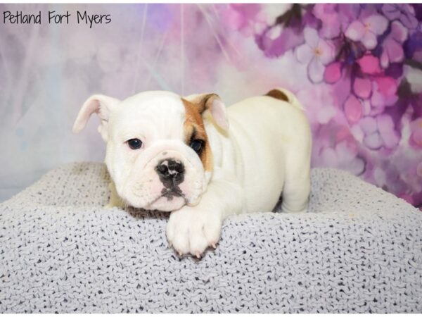 English Bulldog DOG Female White 20650 Petland Fort Myers, Florida