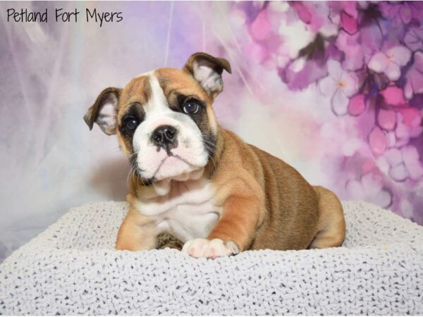 English Bulldog DOG Female Red & White 20649 Petland Fort Myers, Florida