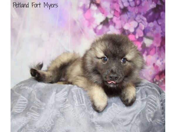 Keeshond DOG Female Silver Sable 20648 Petland Fort Myers, Florida