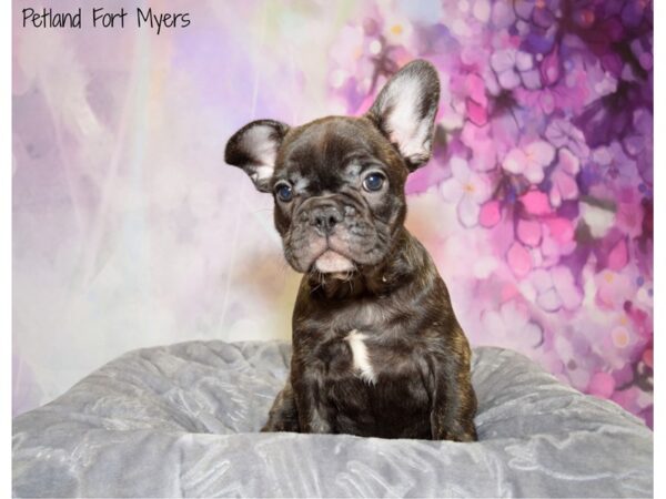 French Bulldog DOG Female Brindle 20644 Petland Fort Myers, Florida