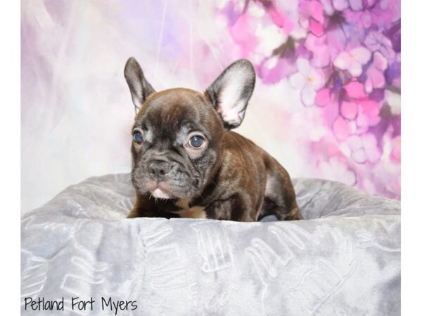 French Bulldog DOG Male Brindle 20643 Petland Fort Myers, Florida