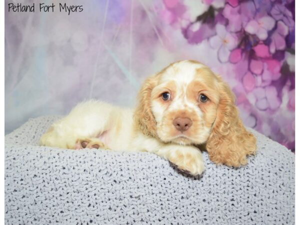 Cocker Spaniel DOG Male Buff & White 20641 Petland Fort Myers, Florida