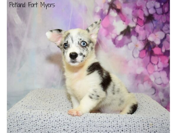 Pembroke Welsh Corgi DOG Female Grey Merle 20639 Petland Fort Myers, Florida