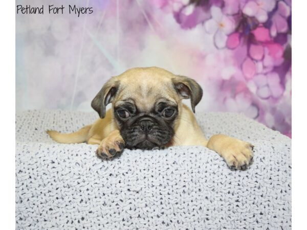 Pug DOG Male Brindle 20637 Petland Fort Myers, Florida