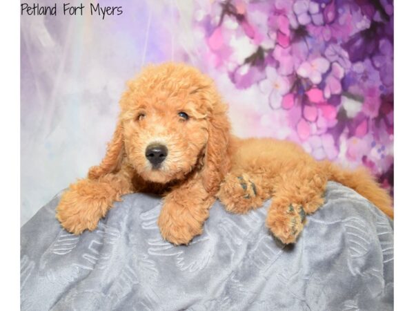 Golden Doodle DOG Female Red 20636 Petland Fort Myers, Florida