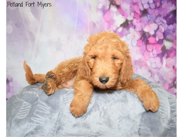 Labradoodle 2nd Generation-DOG-Male-Red-20633-Petland Fort Myers, Florida