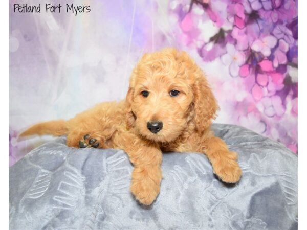 Labradoodle 2nd Generation-DOG-Female-Red-20634-Petland Fort Myers, Florida