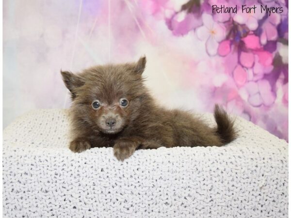 Pomeranian DOG Female Blue White 20706 Petland Fort Myers, Florida