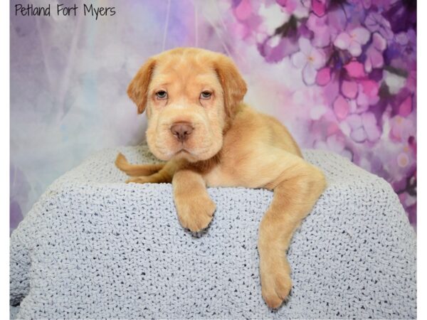 Mini Hippo DOG Male Buff 20704 Petland Fort Myers, Florida