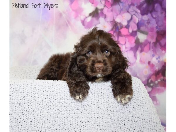 Cocker Spaniel DOG Female Chocolate 20702 Petland Fort Myers, Florida