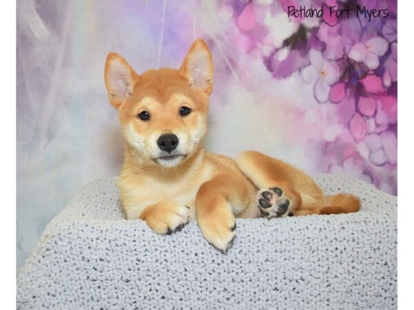 Shiba Inu DOG Male Red Sesame 20700 Petland Fort Myers, Florida