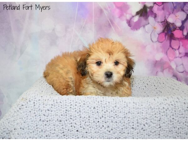 Miniature Poodle/Havanese-DOG-Female-Brown White-20705-Petland Fort Myers, Florida